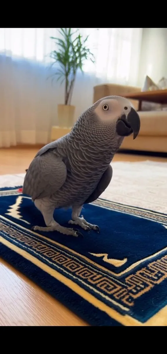 8 aylık bir Afrika gri papağanı hediye edin.
