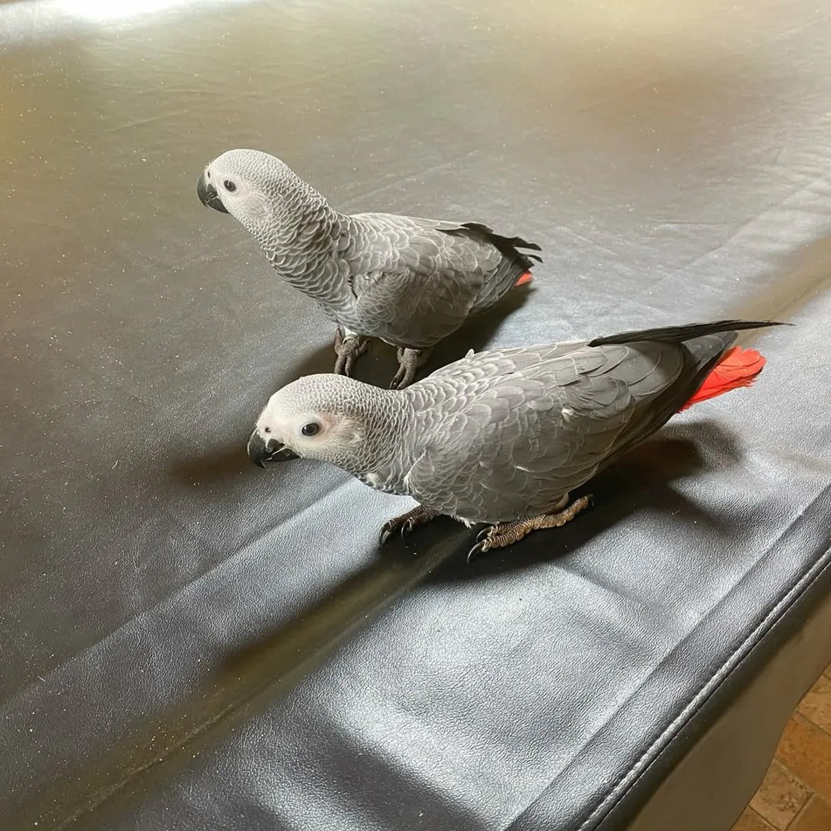 Offrez un perroquet gris africain de 8 mois.