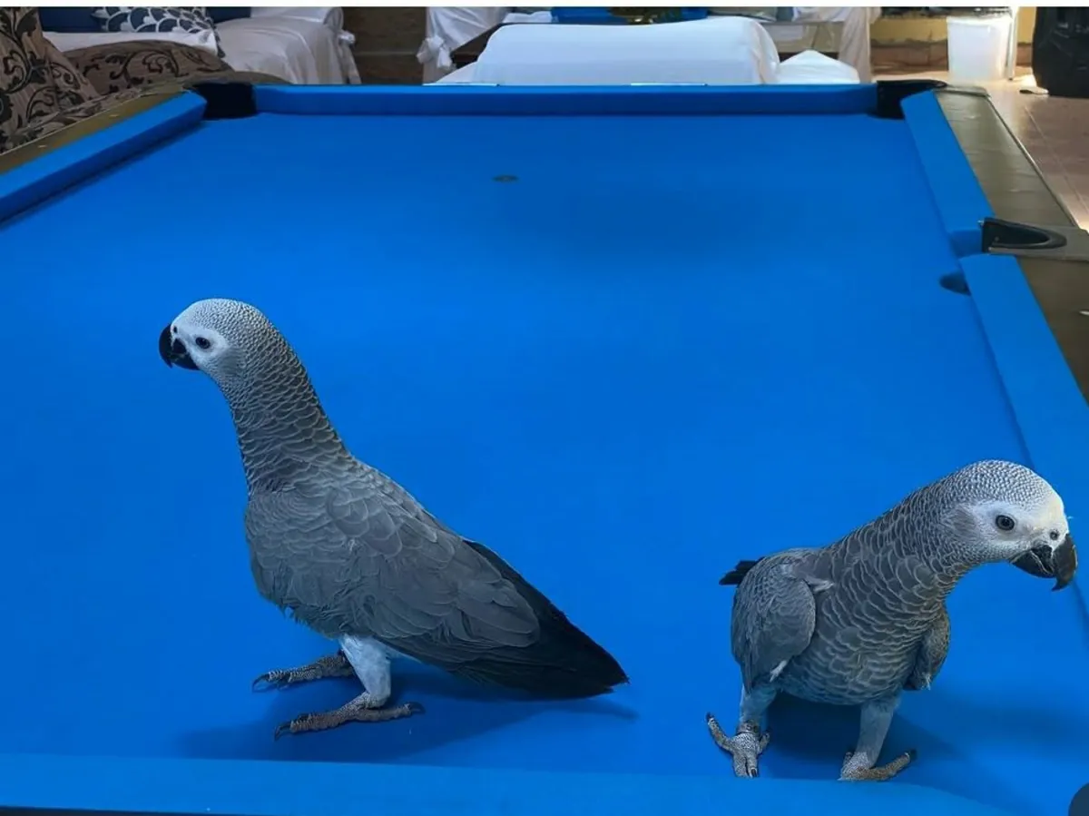 Offrez un perroquet gris africain de 8 mois.