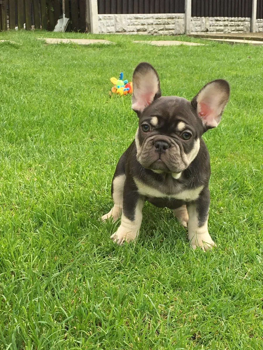 Chiots charmants de bulldog français