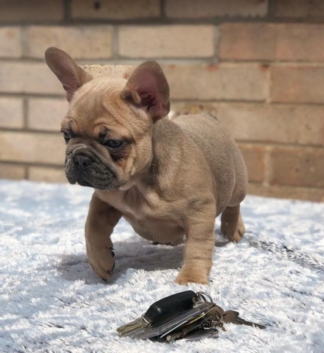 迷人的法国斗牛犬幼犬