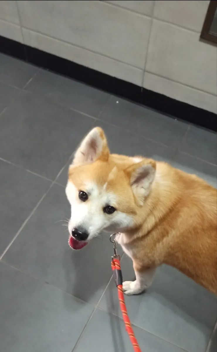 Akita japonés hembra de 2,5 años - busca un hogar