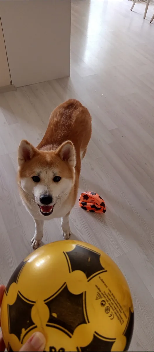 Akita japonés hembra de 2,5 años - busca un hogar