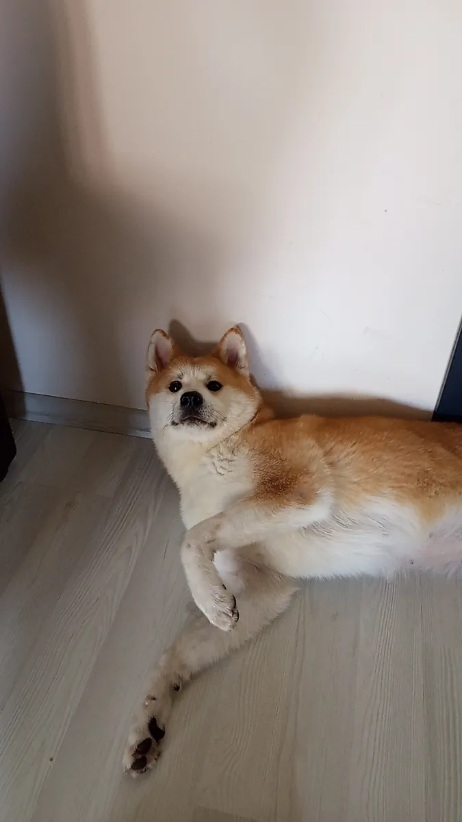 Akita japonés hembra de 2,5 años - busca un hogar