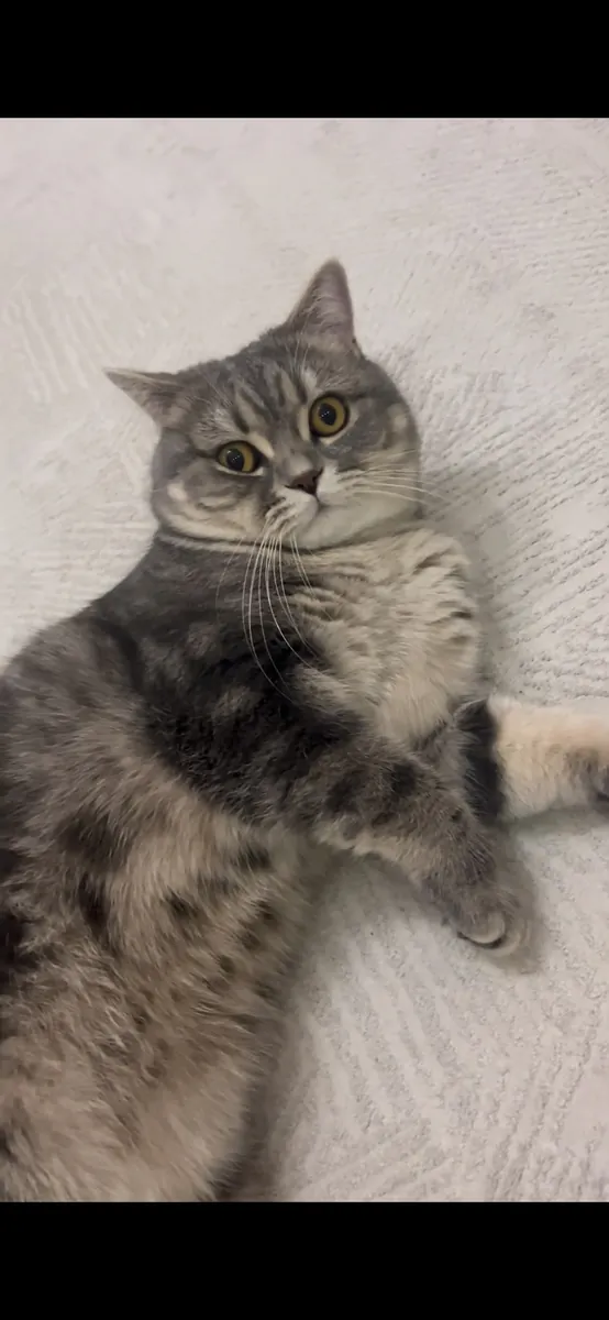 奥斯卡 2岁 已绝育 男性 可爱 活泼 英国短毛猫