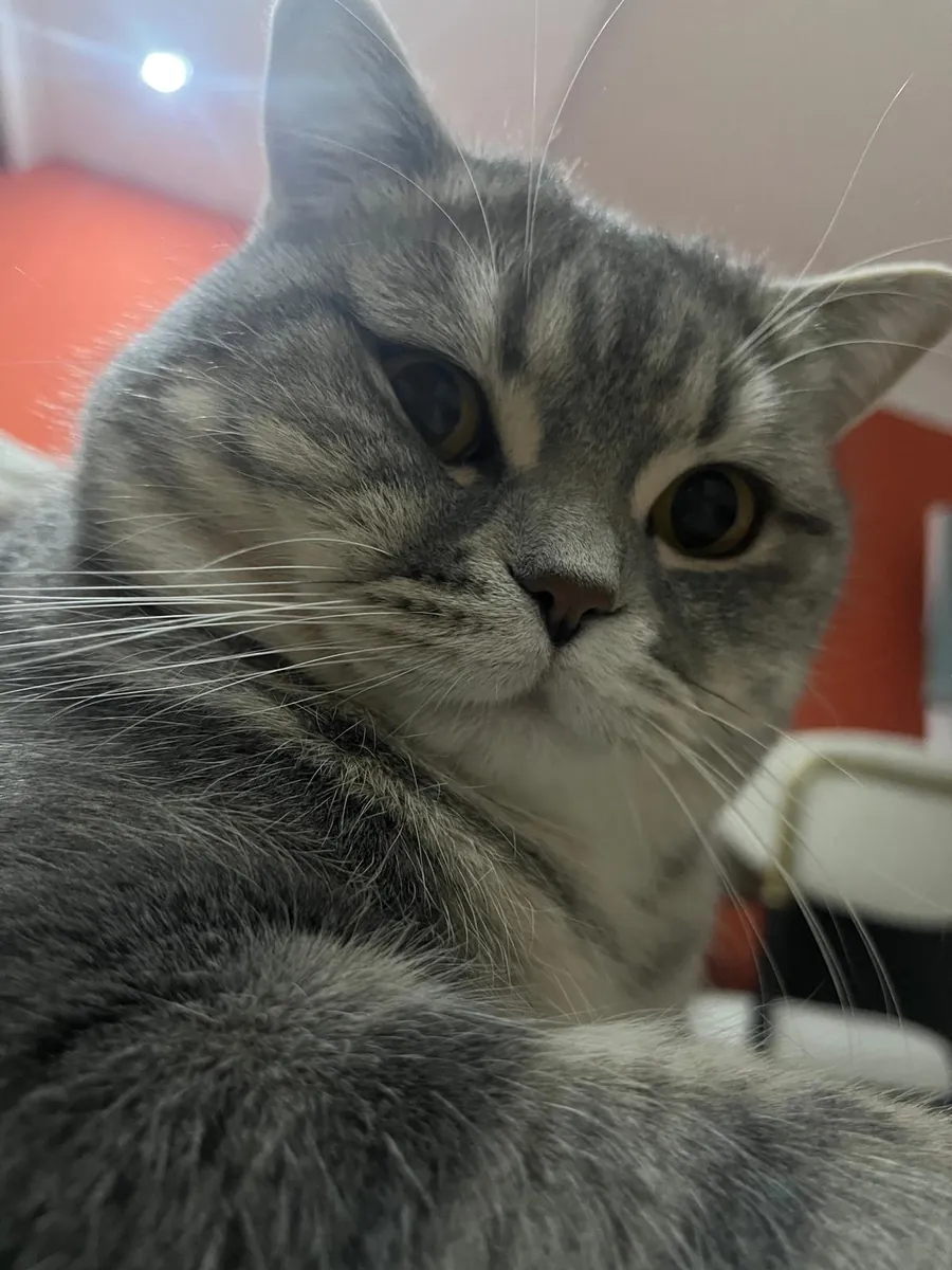 奥斯卡 2岁 已绝育 男性 可爱 活泼 英国短毛猫