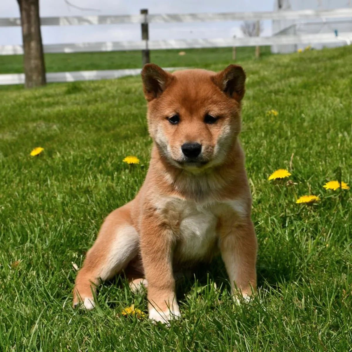 .Adorables cachorros de  Shiba Inu en adopción whatsapp (+34)611386992
