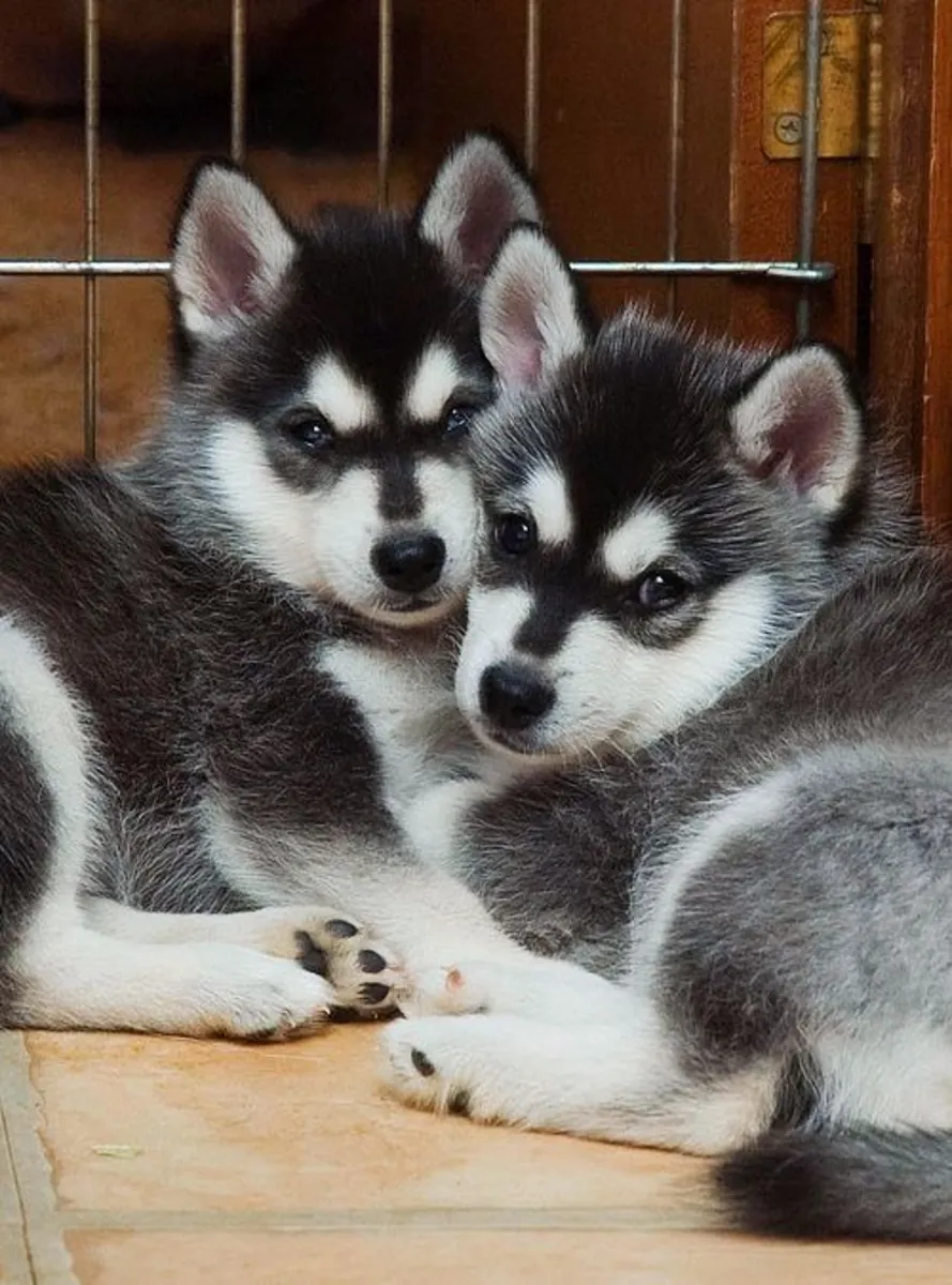 Cadeau Chiots Husky Sibérien Whatsapp (+34)611386992 ...........
