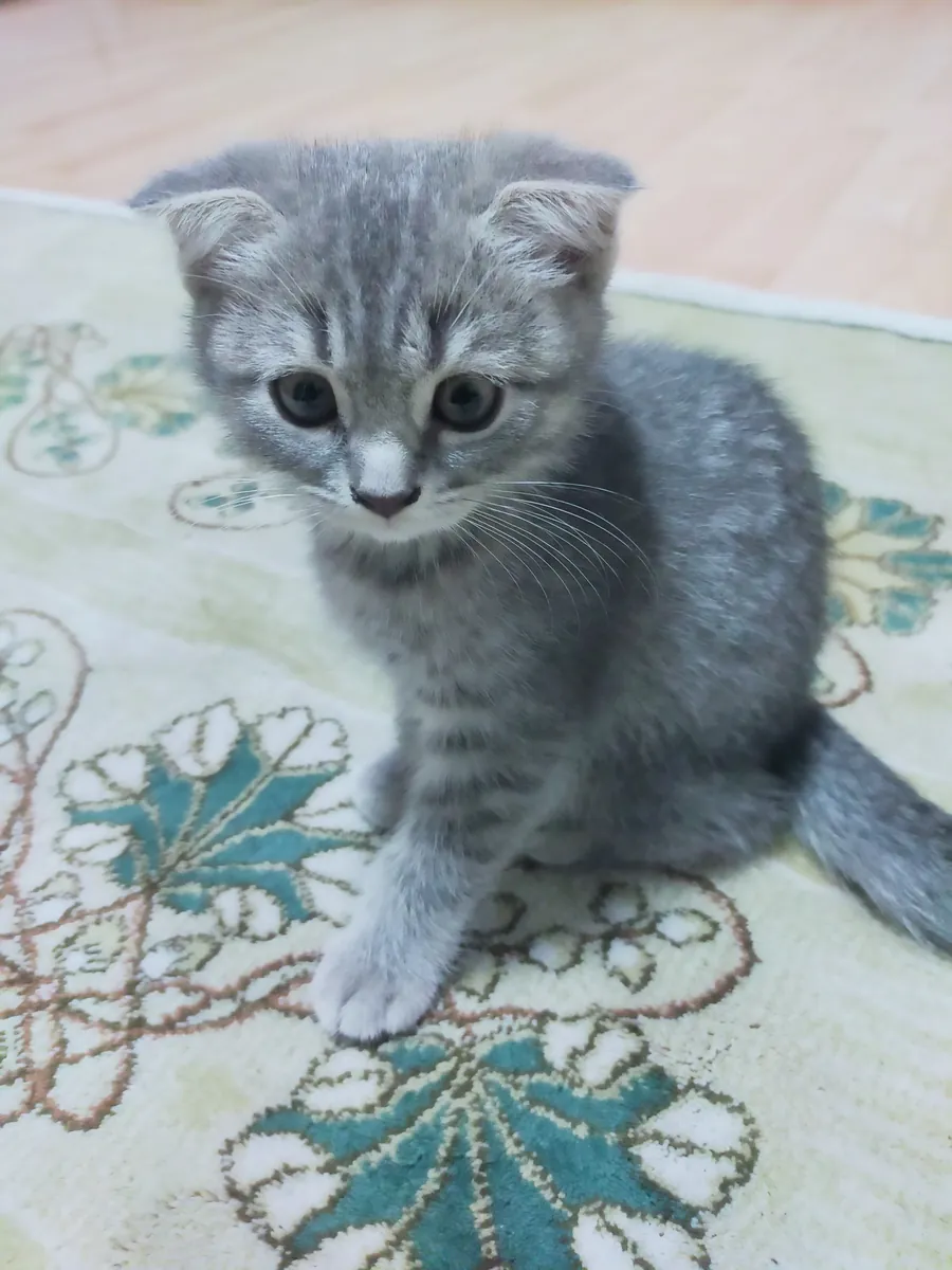 Urgent kitten scottish fold (Female)
