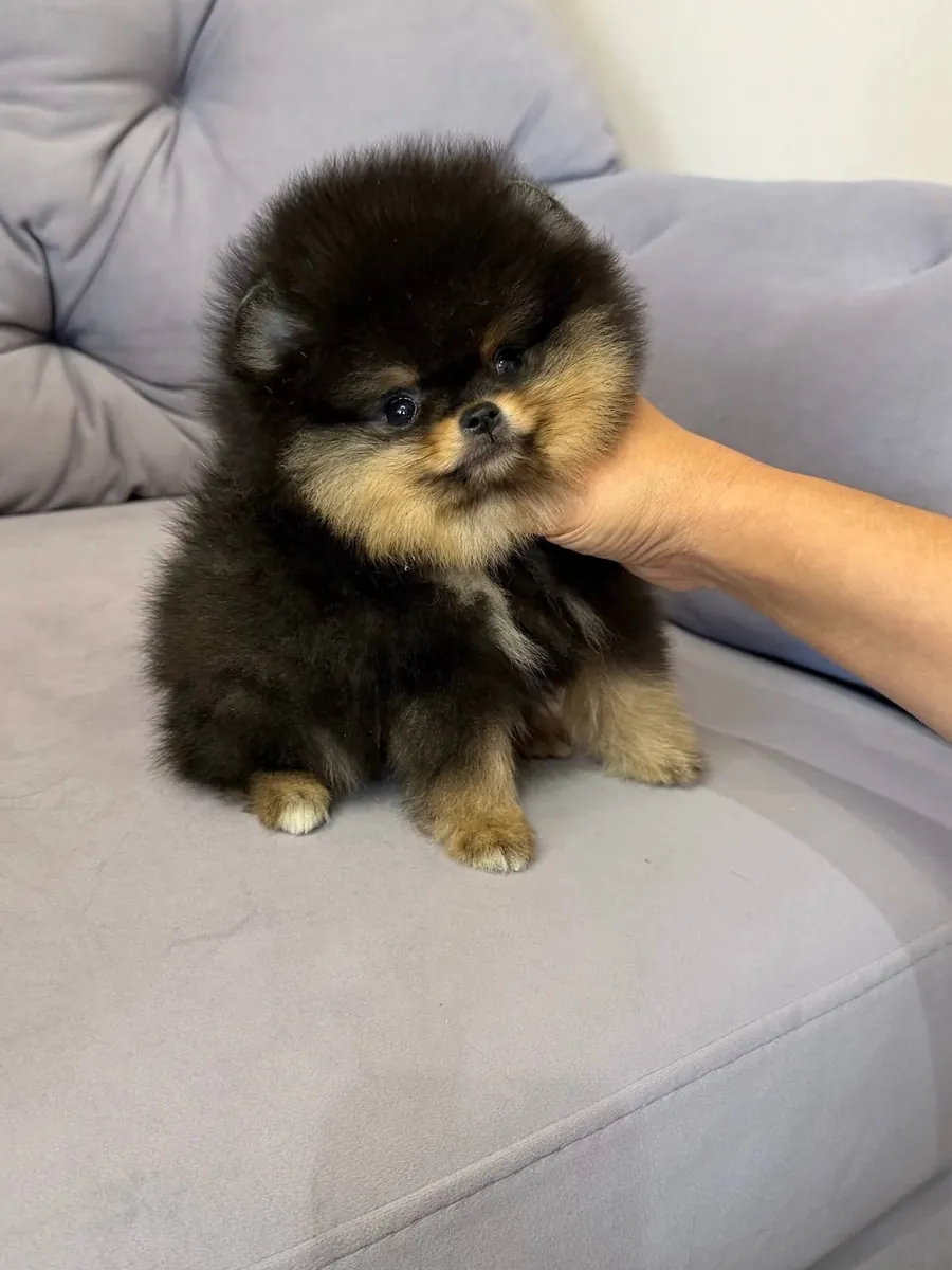 mignon chiot poméranien🐶