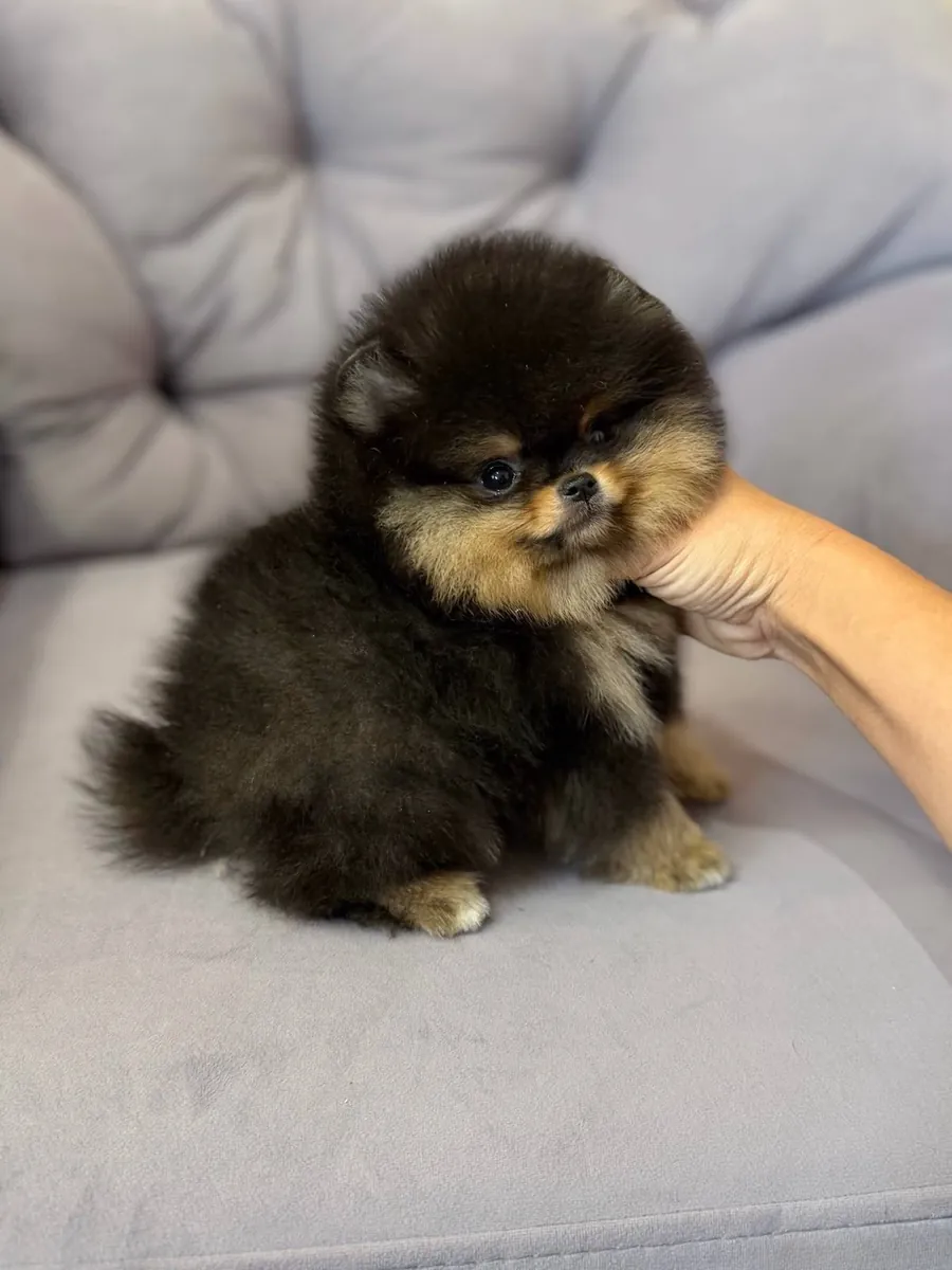 mignon chiot poméranien🐶