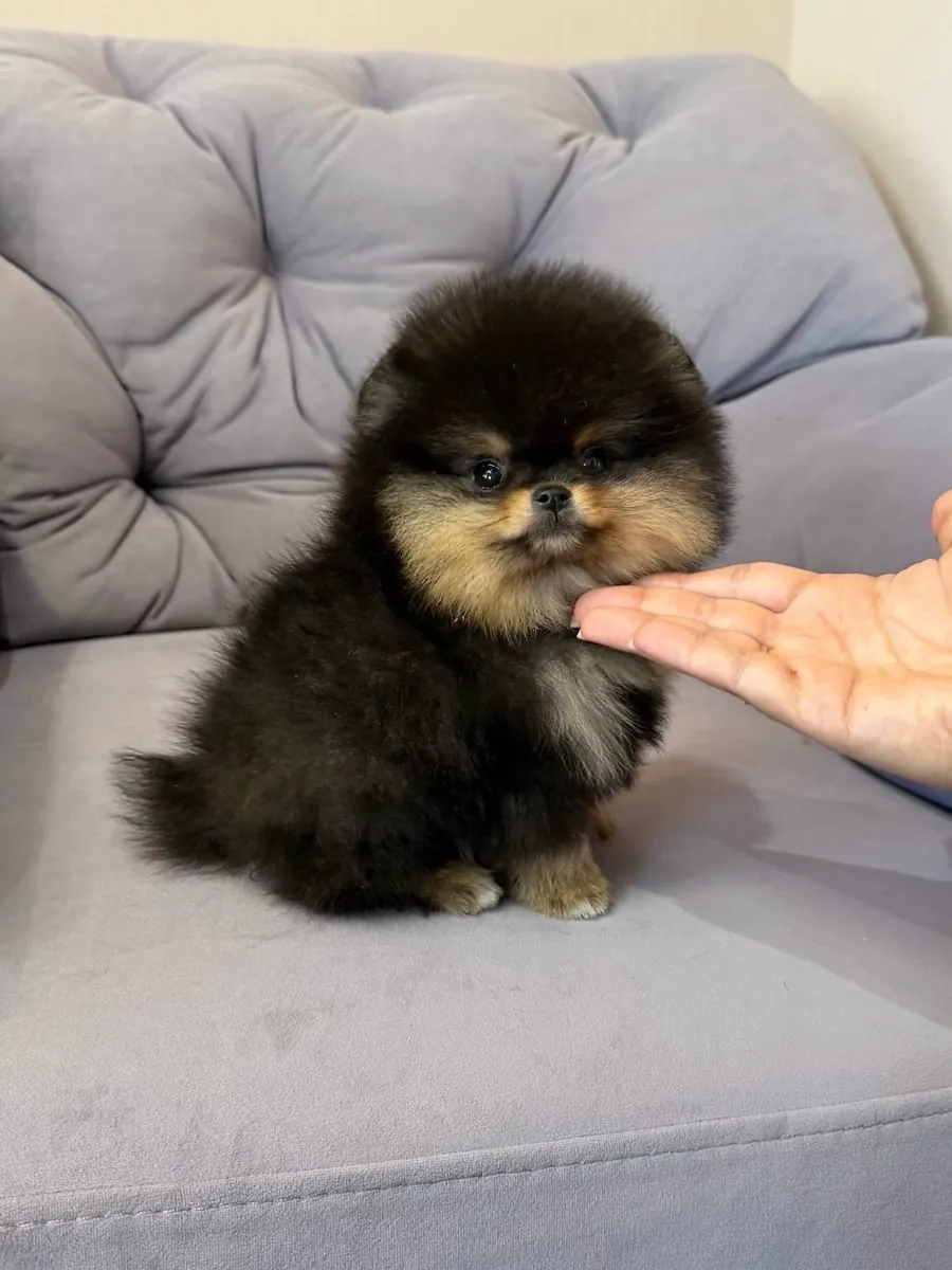 mignon chiot poméranien🐶