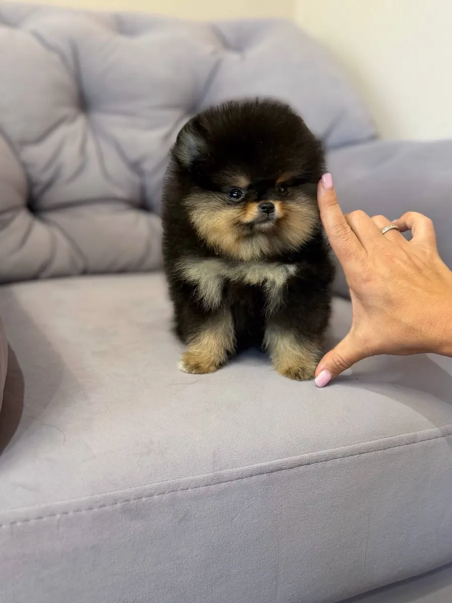 mignon chiot poméranien🐶