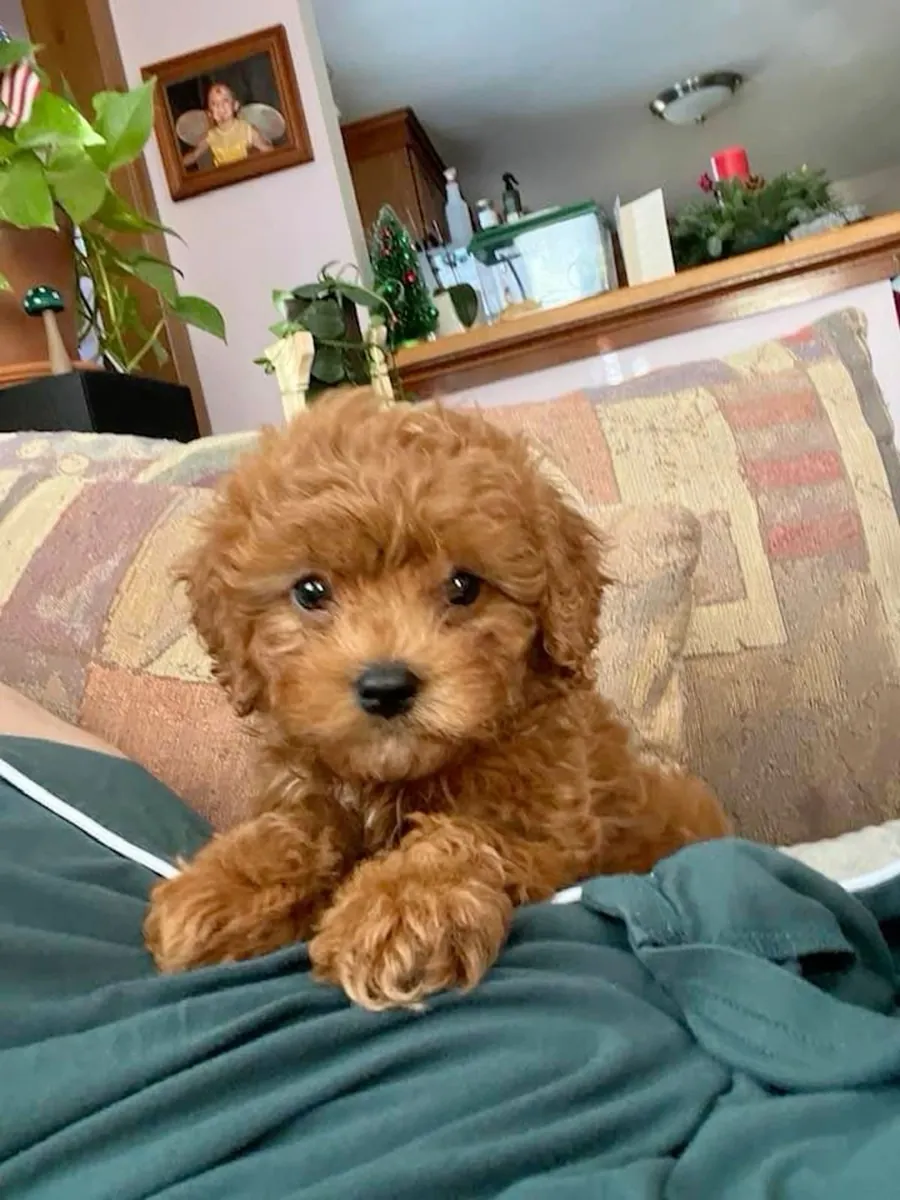 mignons bébés maltipoo
