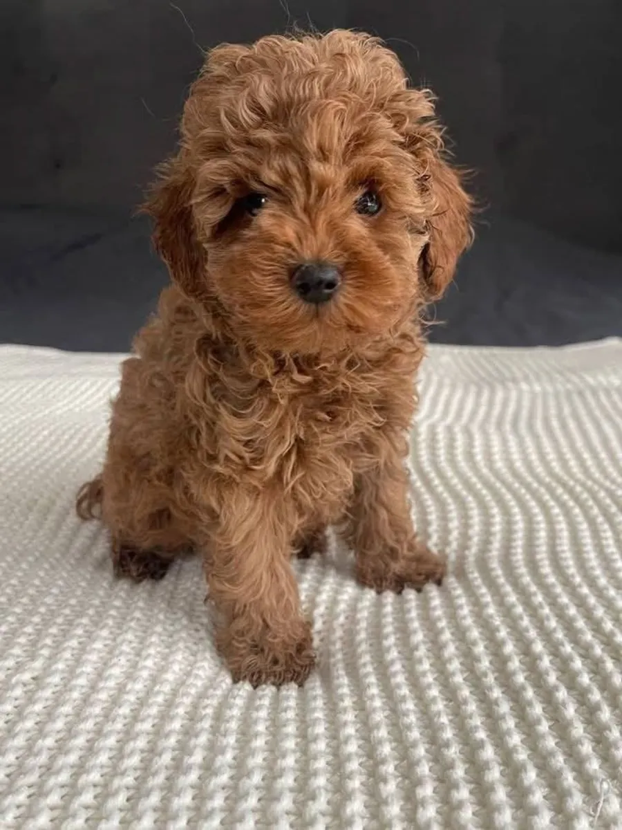 mignons bébés maltipoo