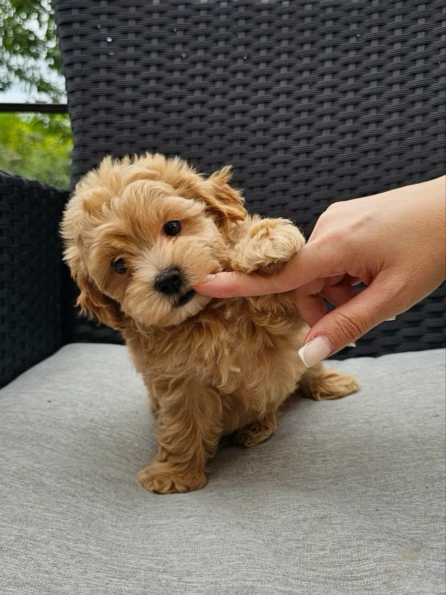mignons bébés maltipoo