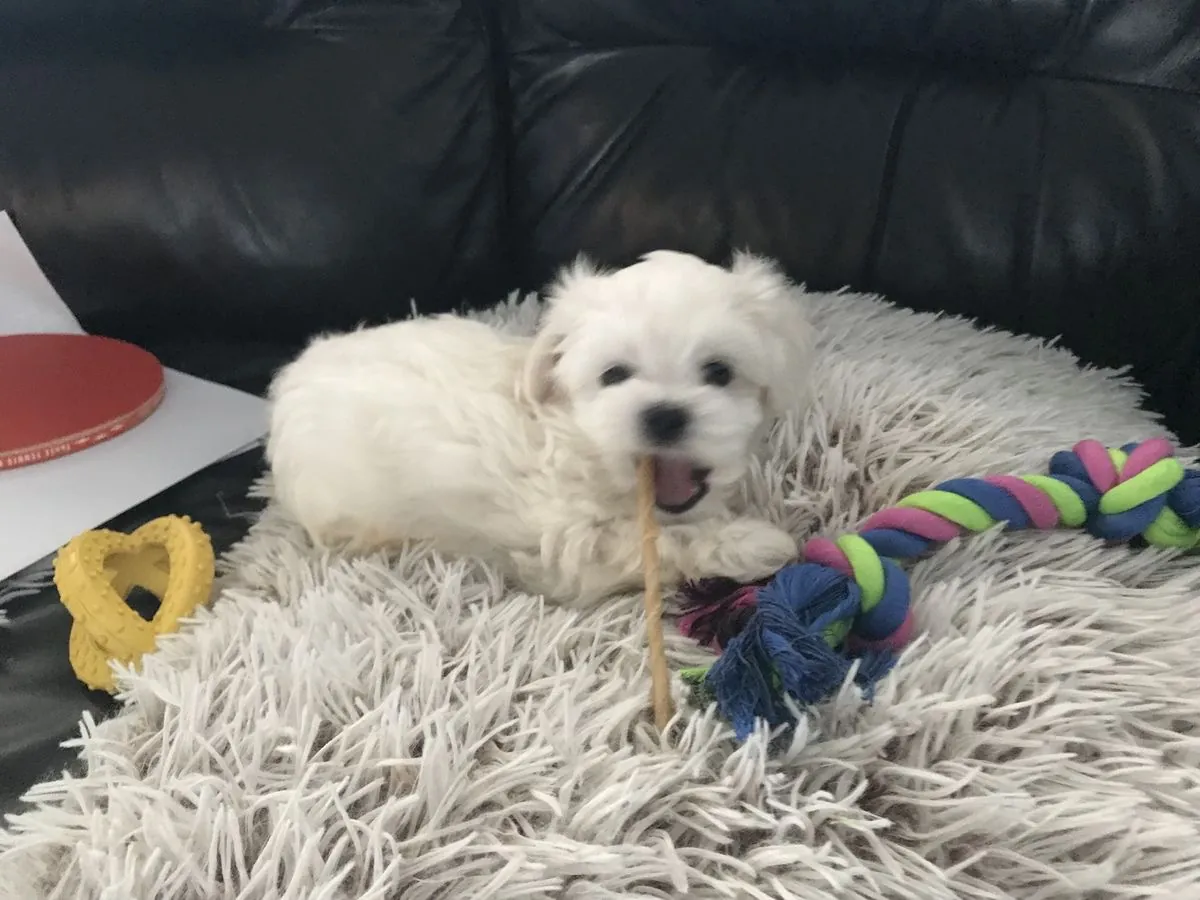 dulce cachorrita maltés hembra