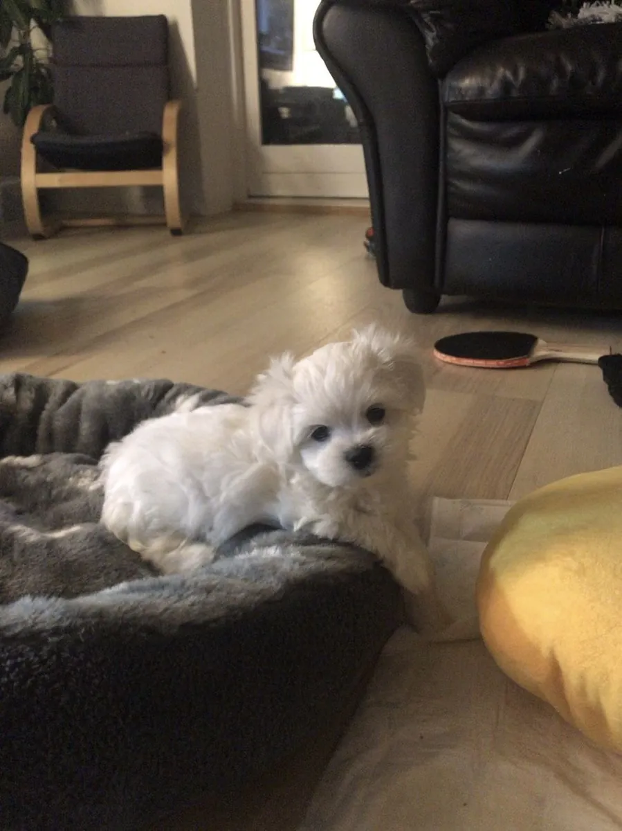 dulce cachorrita maltés hembra