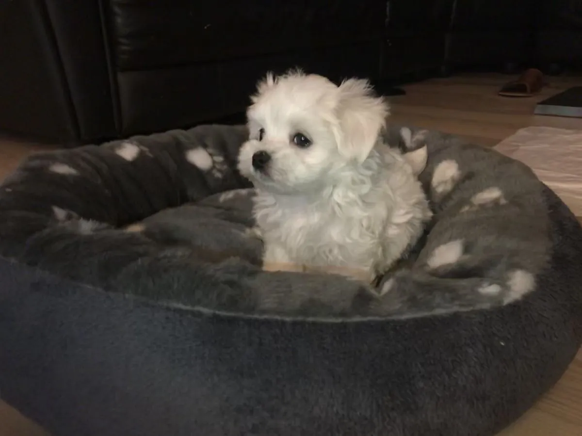 dulce cachorrita maltés hembra