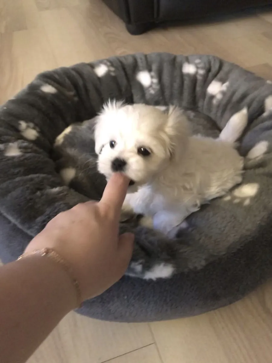 dulce cachorrita maltés hembra