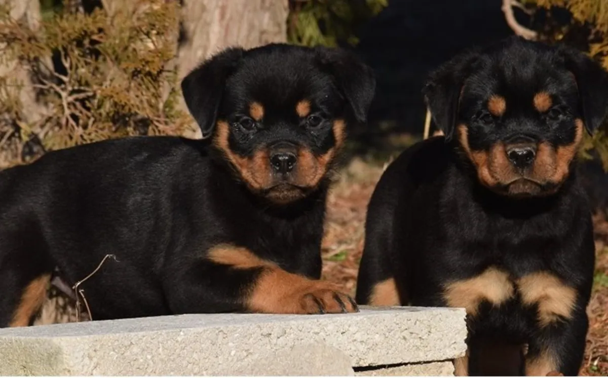 Adorables cachorros Rottweiler: personalidades dulces