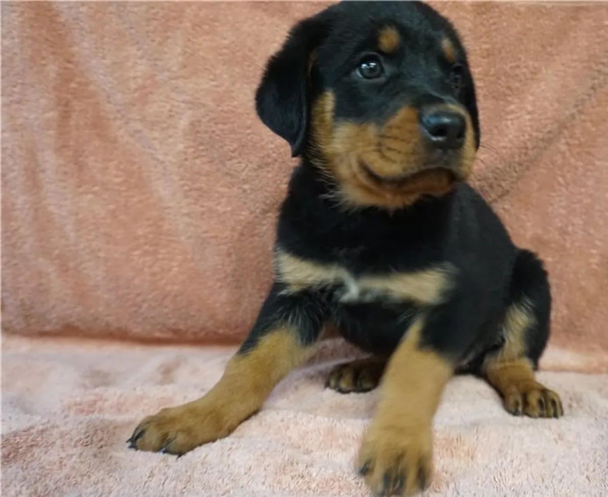 Cachorros Rottweiler juguetones buscan familias cariñosas