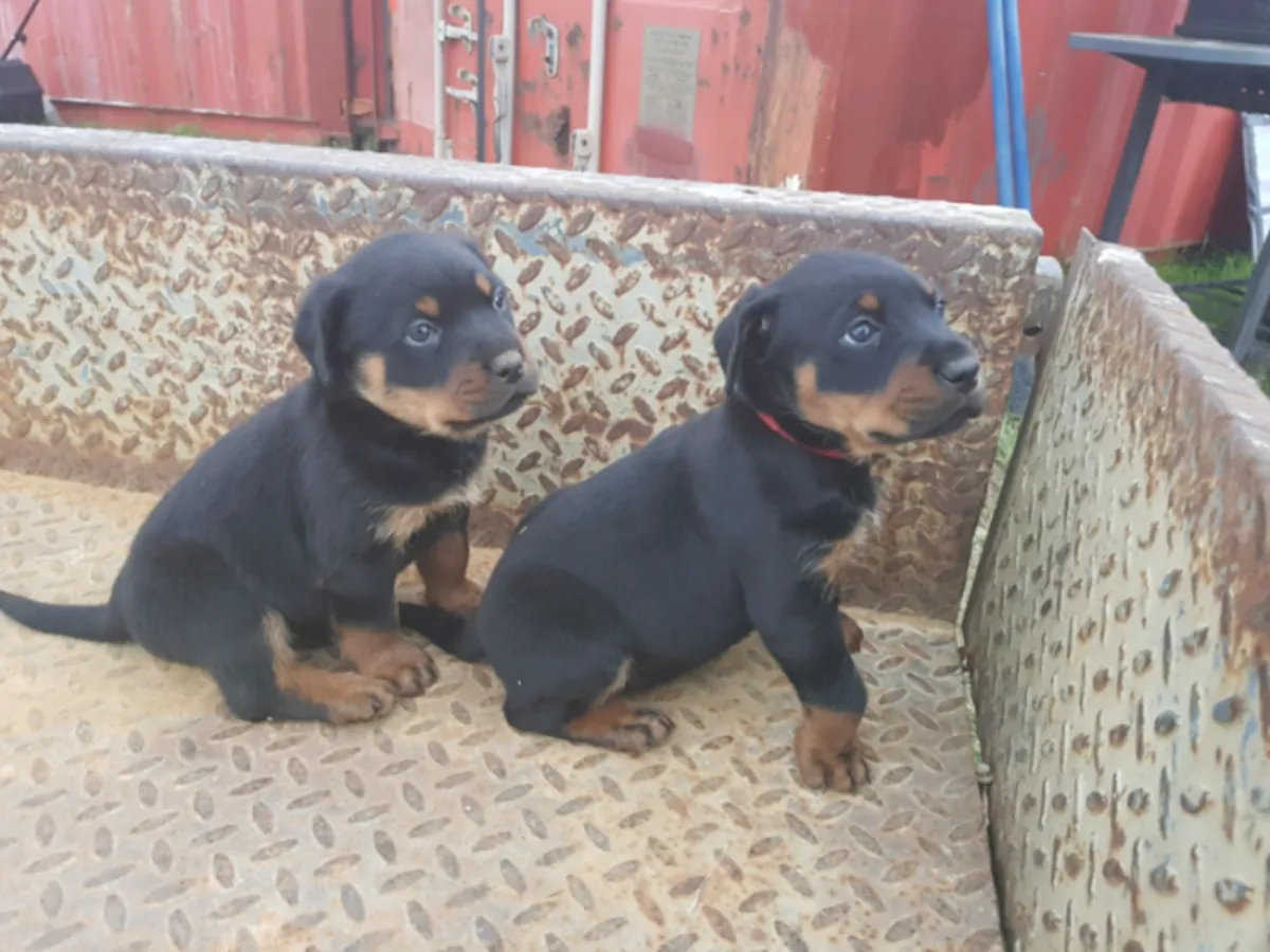 Encantadores cachorros Rottweiler: compañeros fuertes y cariñosos