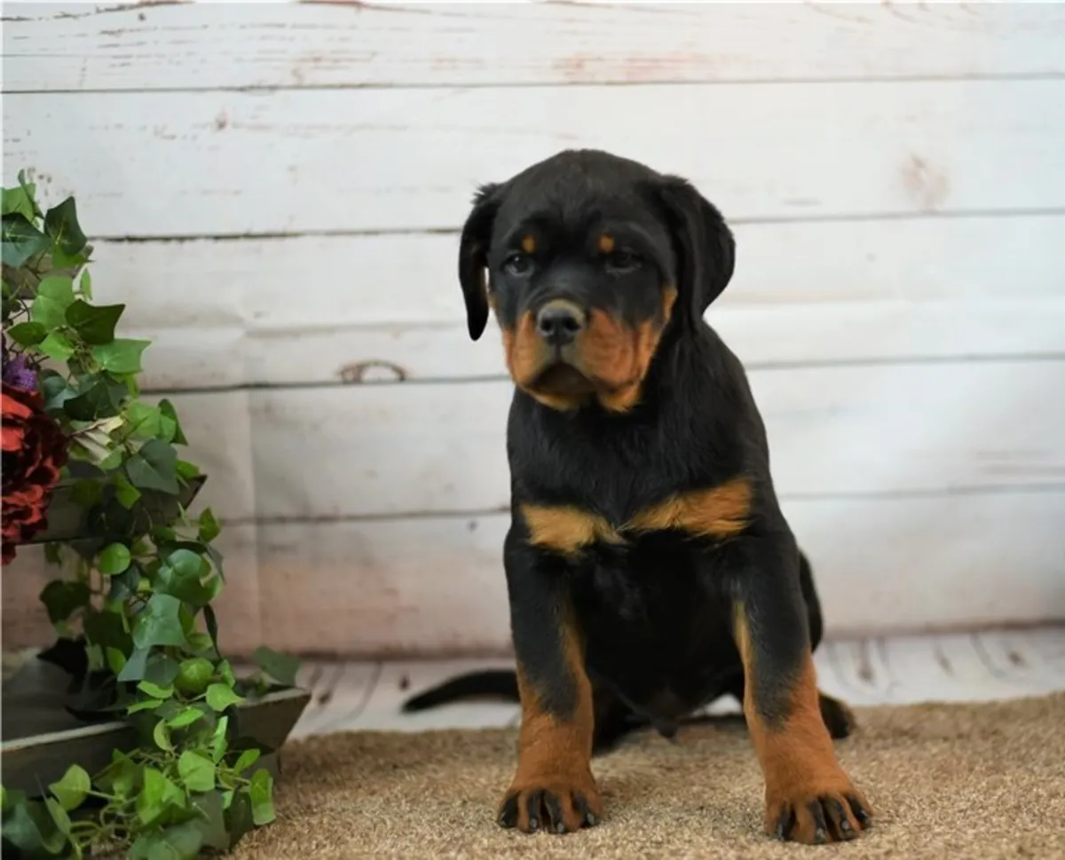 Superbes chiots Rottweiler : compagnons familiaux loyaux