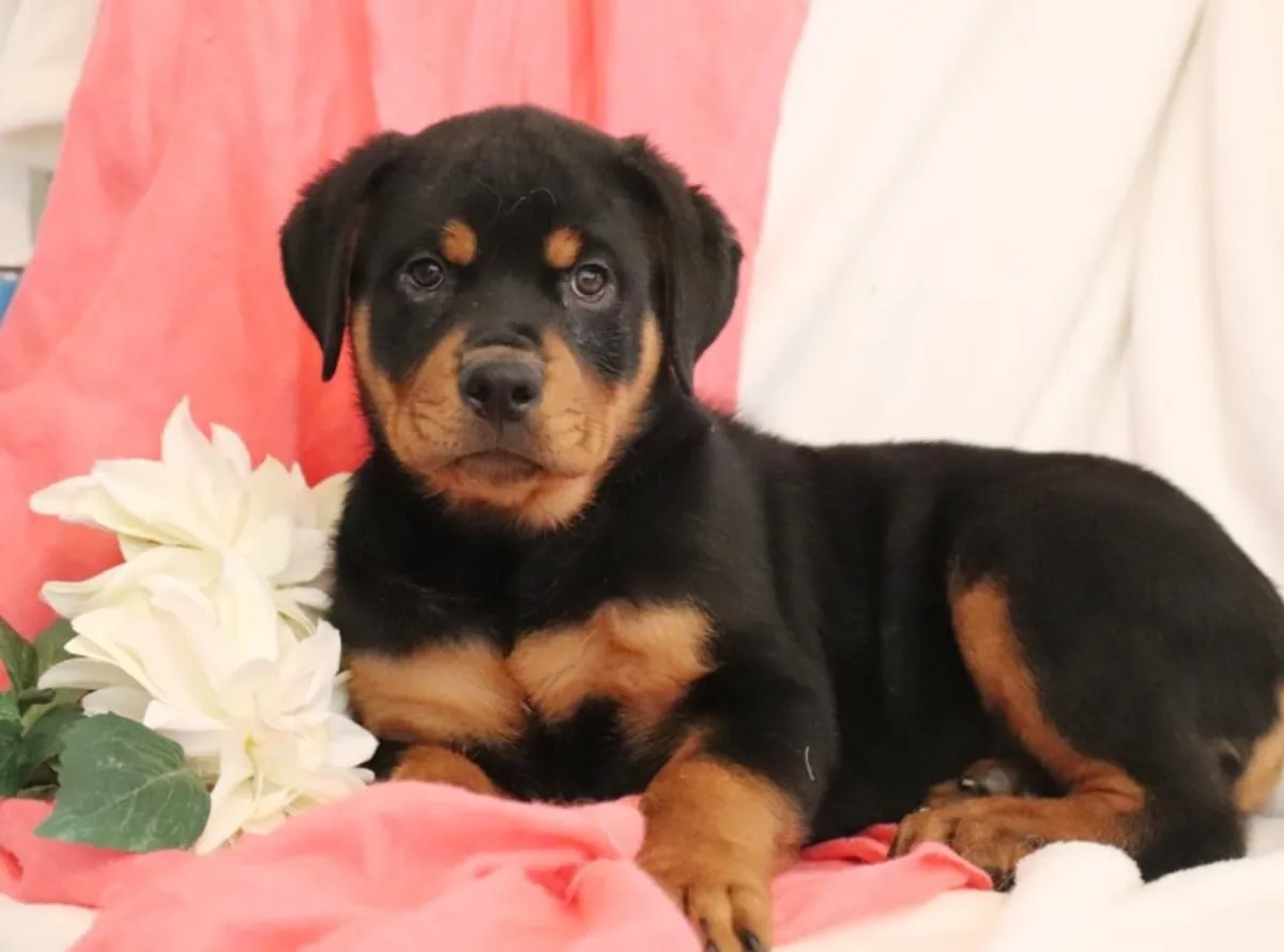Chiots Rottweiler sains et heureux disponibles