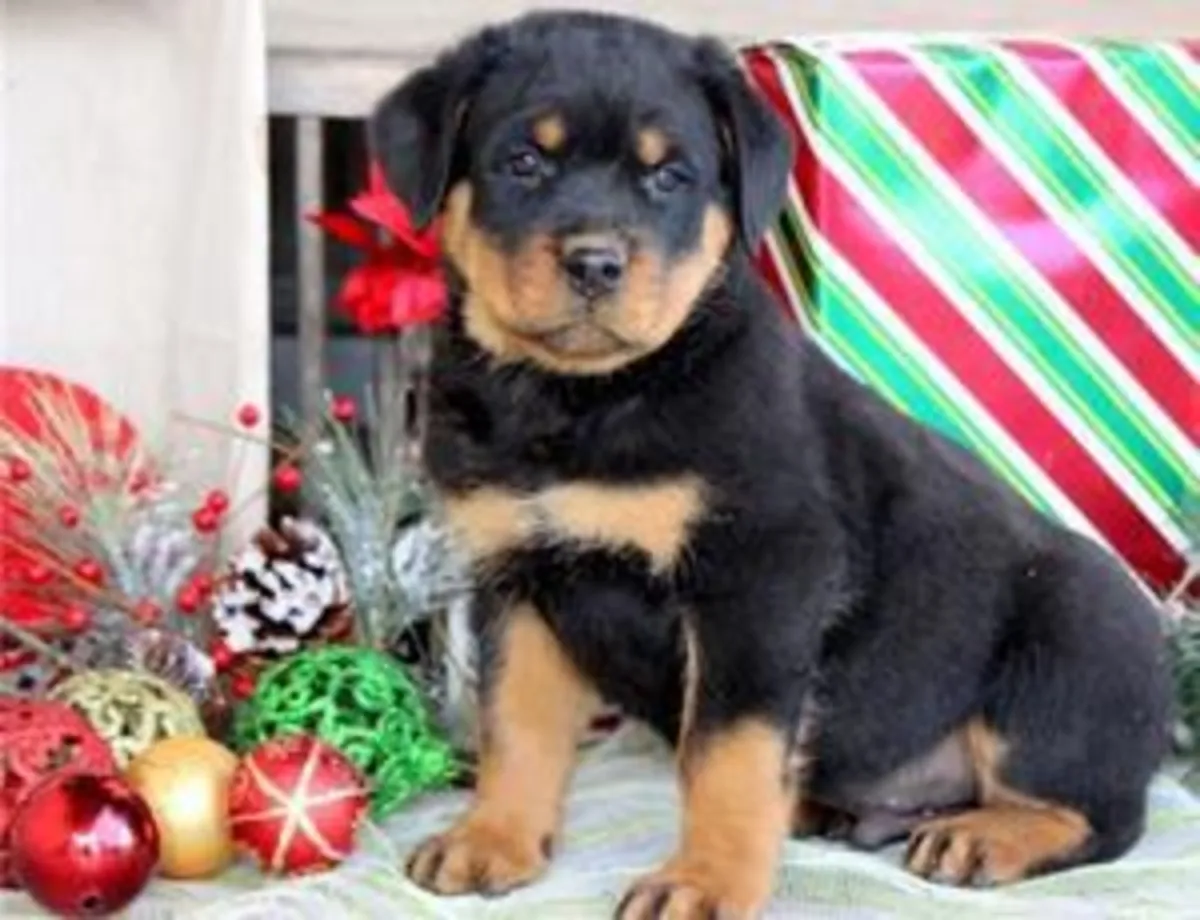 Chiots Rottweiler impressionnants prêts pour leurs foyers définitifs