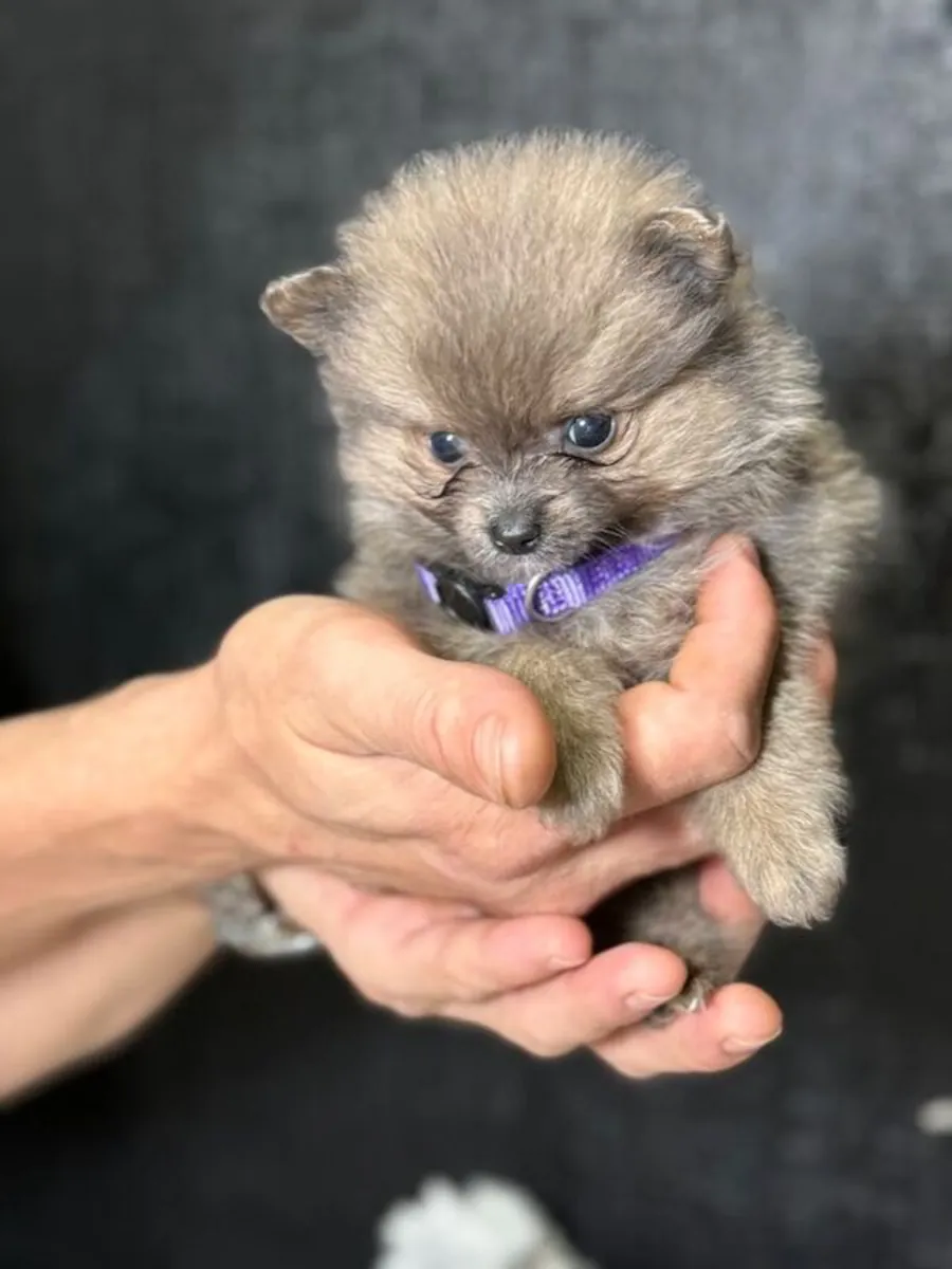 Pomeranian puppies available