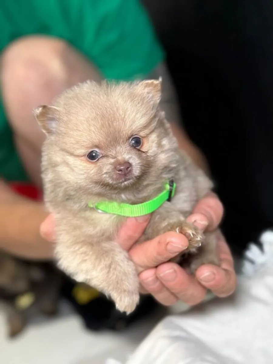 Pomeranian puppies available