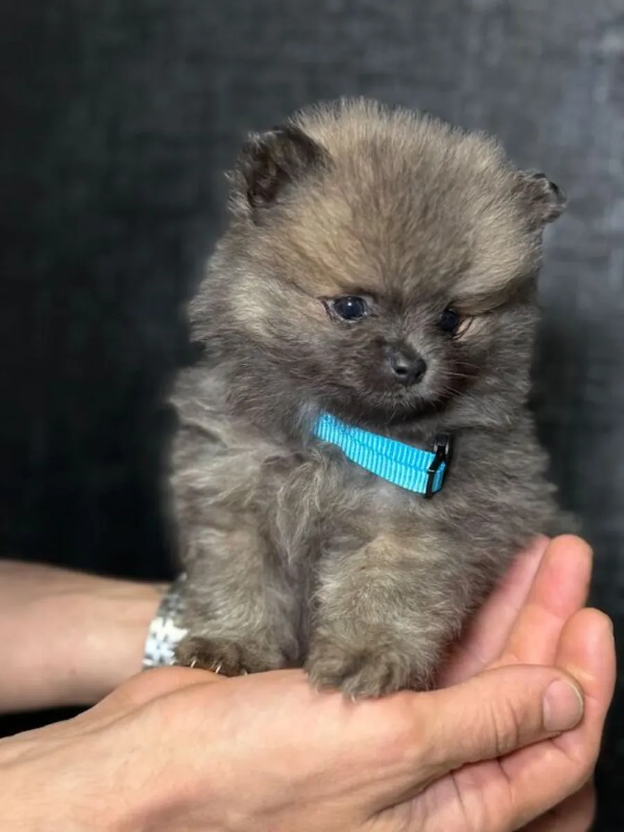 Pomeranian puppies available