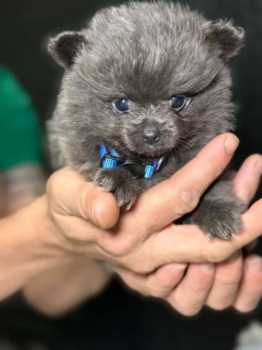 Pomeranian puppies available
