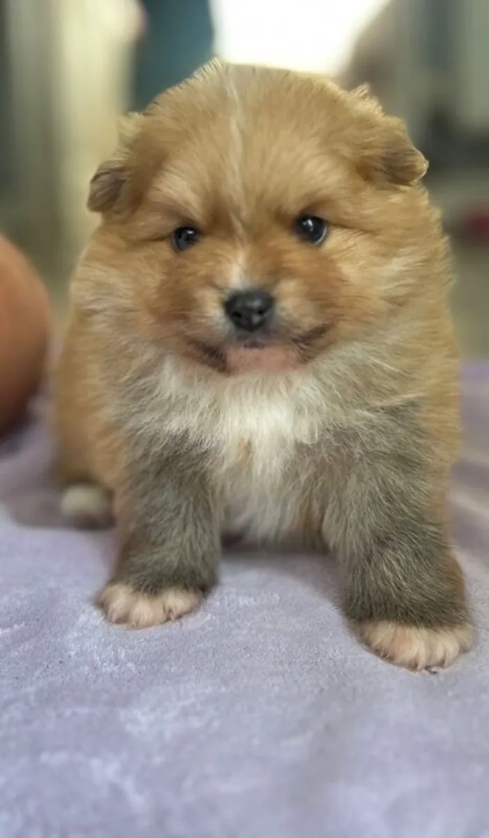 (1 girl and 3boys) Beautiful Pomeranian Puppies – Available