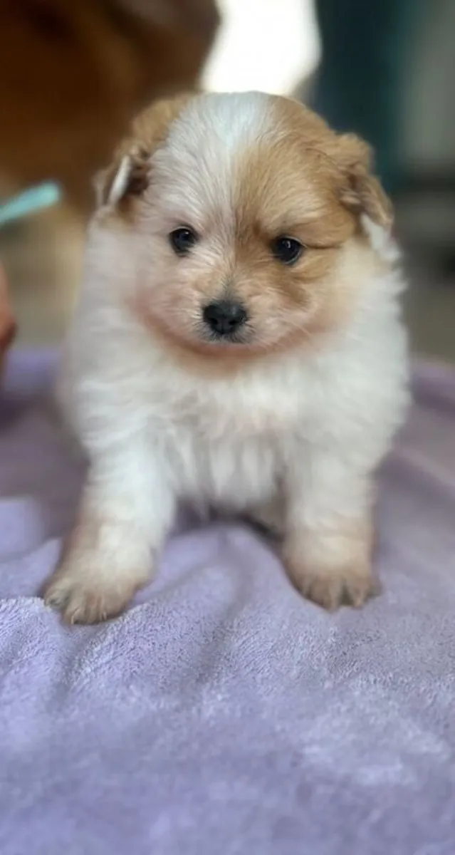 (1 girl and 3boys) Beautiful Pomeranian Puppies – Available
