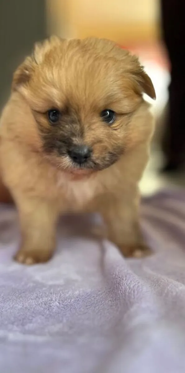 (1 girl and 3boys) Beautiful Pomeranian Puppies – Available