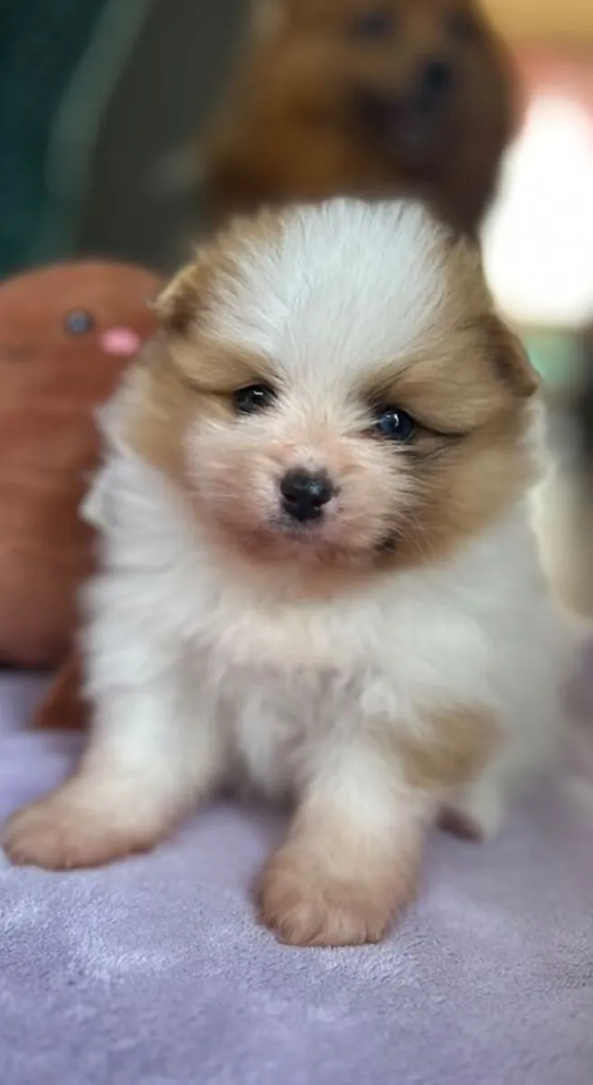 (1 girl and 3boys) Beautiful Pomeranian Puppies – Available