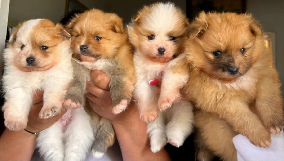 (1 girl and 3boys) Beautiful Pomeranian Puppies – Available