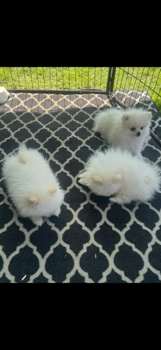 Chiots poméraniens