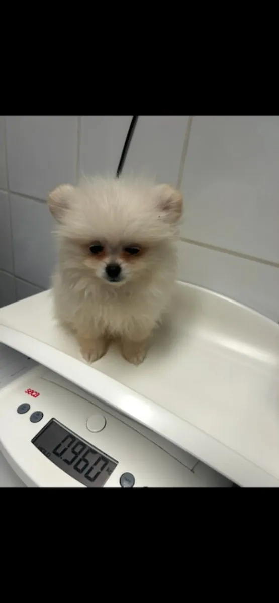 Chiots poméraniens