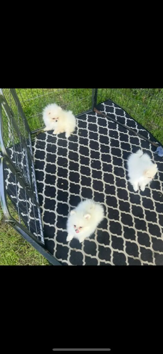 Chiots poméraniens