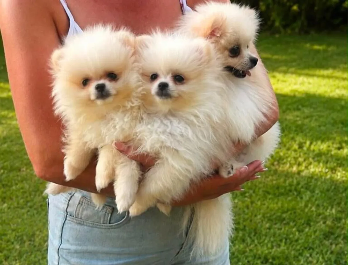 Chiots poméraniens