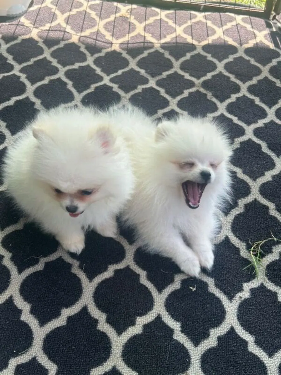 Chiots poméraniens
