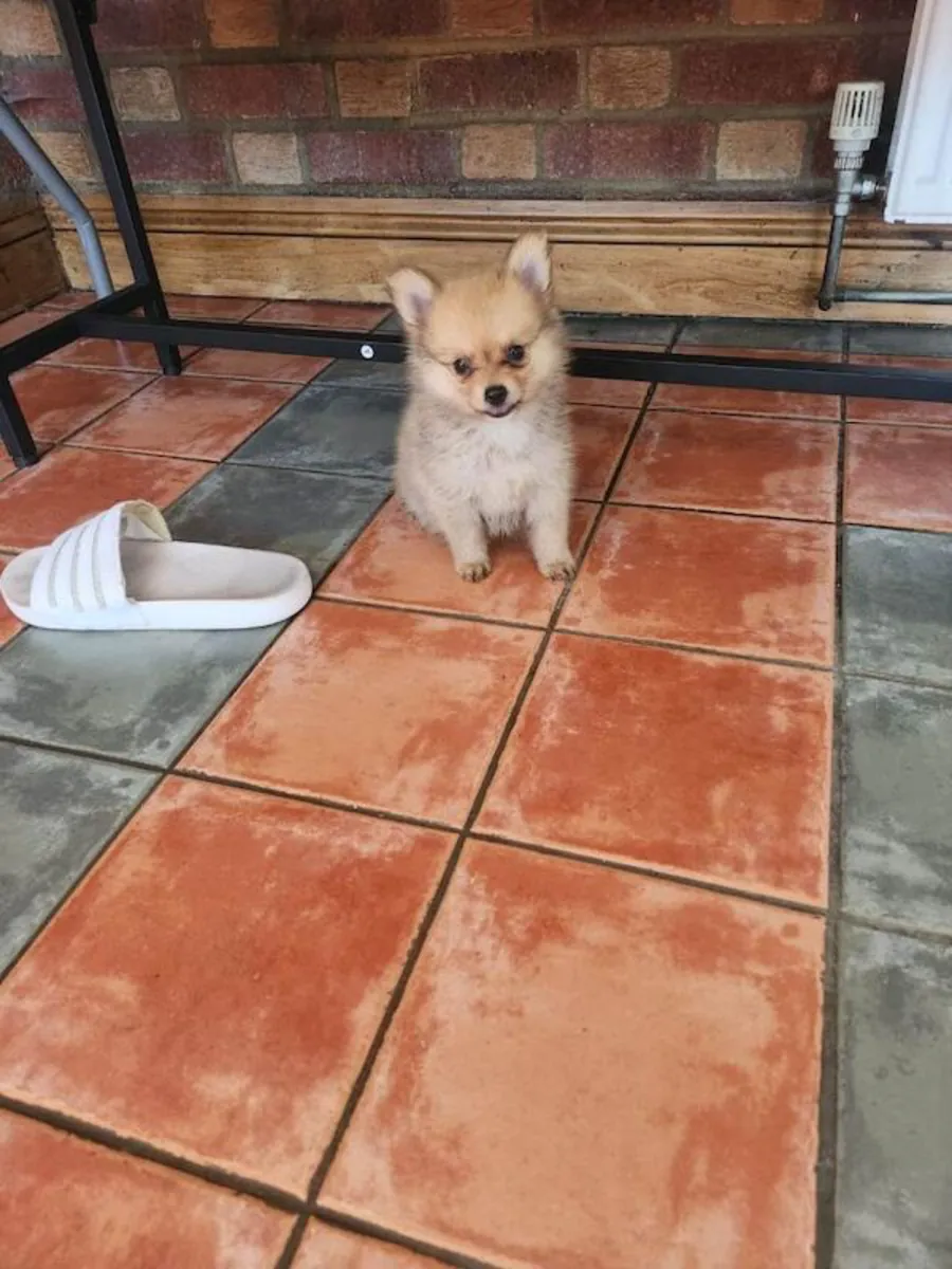 Teacup Pomeranian puppy