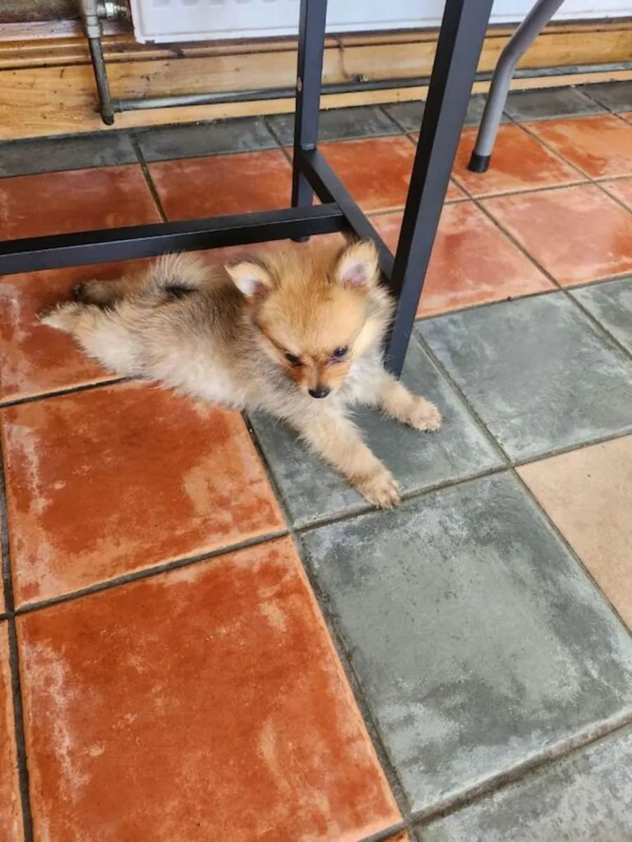 Teacup Pomeranian puppy