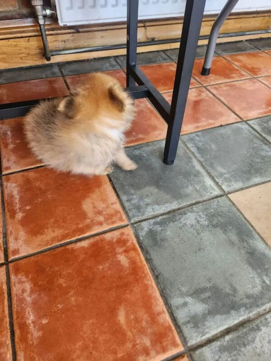Teacup Pomeranian puppy