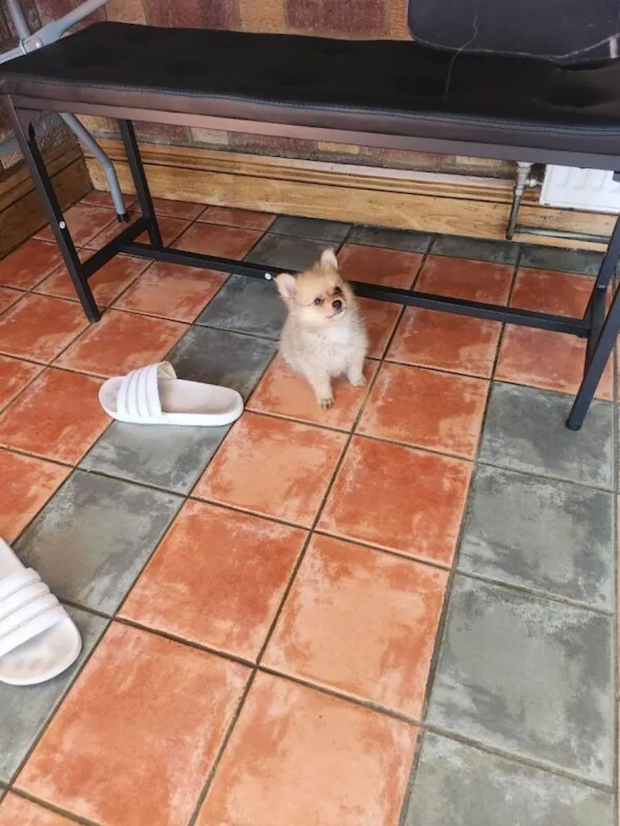 Teacup Pomeranian puppy