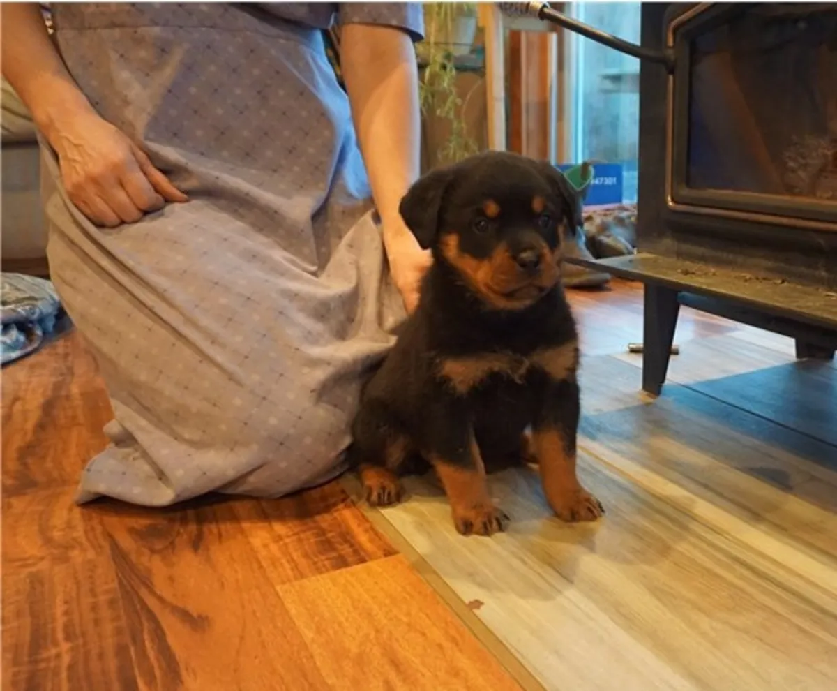 Chiots Rottweiler impressionnants prêts pour leurs foyers définitifs