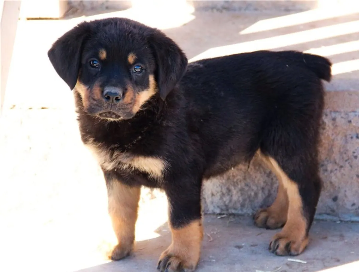 壮观的罗威纳犬幼犬：寻找负责任的家庭